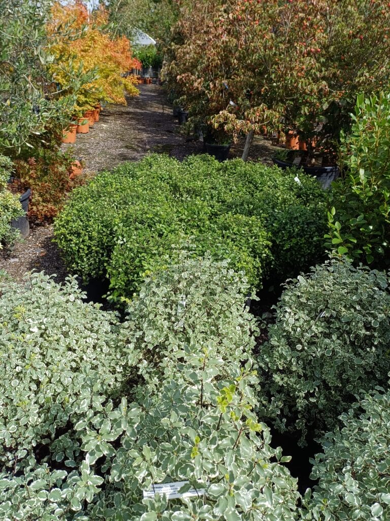 Pittosporums