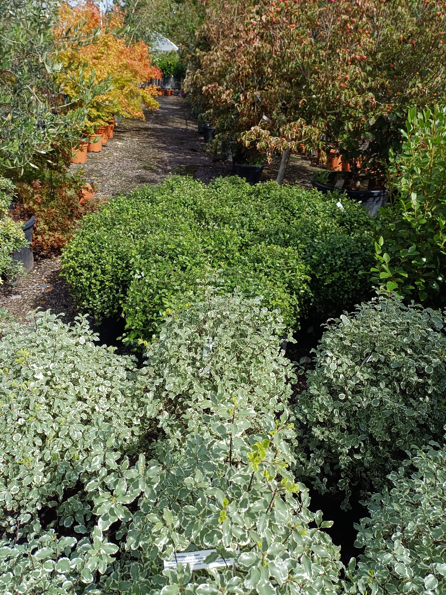 Pittosporums