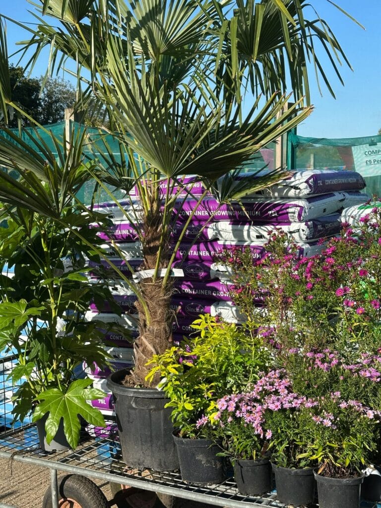 featured Image Plant Fest