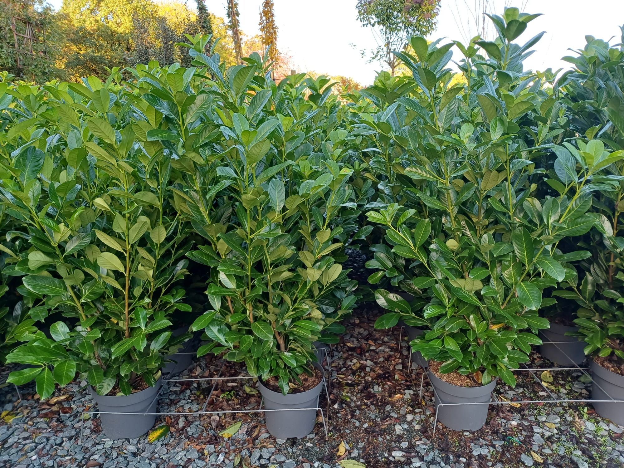 Trees & Shrubs 2