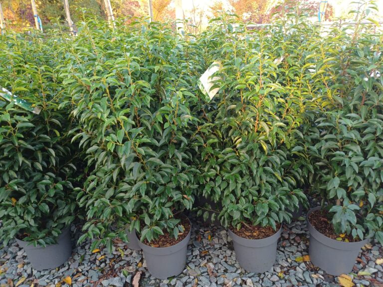 Trees & Shrubs