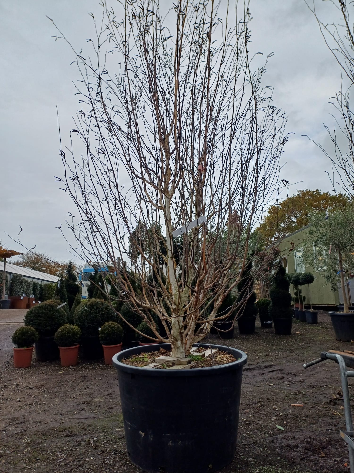Betula Jacquemontii 230 litre 300-350 meter