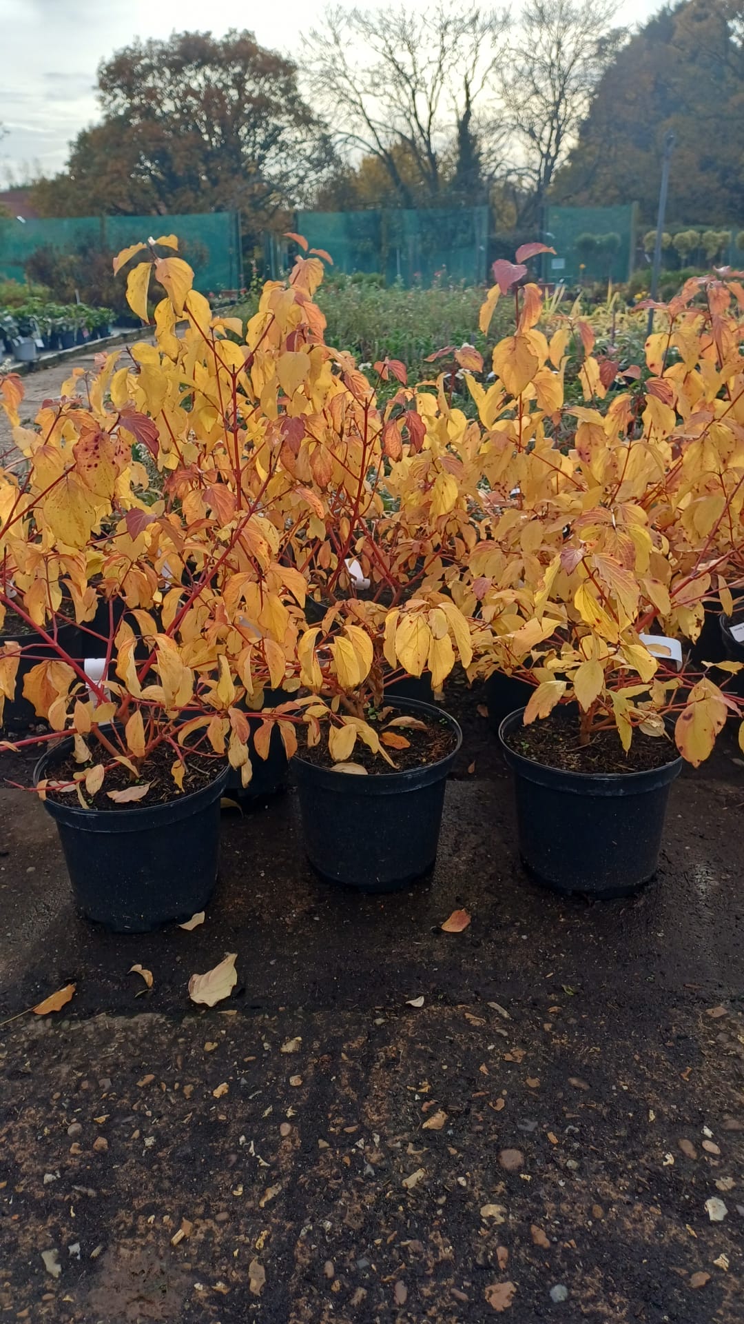 Cornus sang. Anny's Winter Orange 5 litre