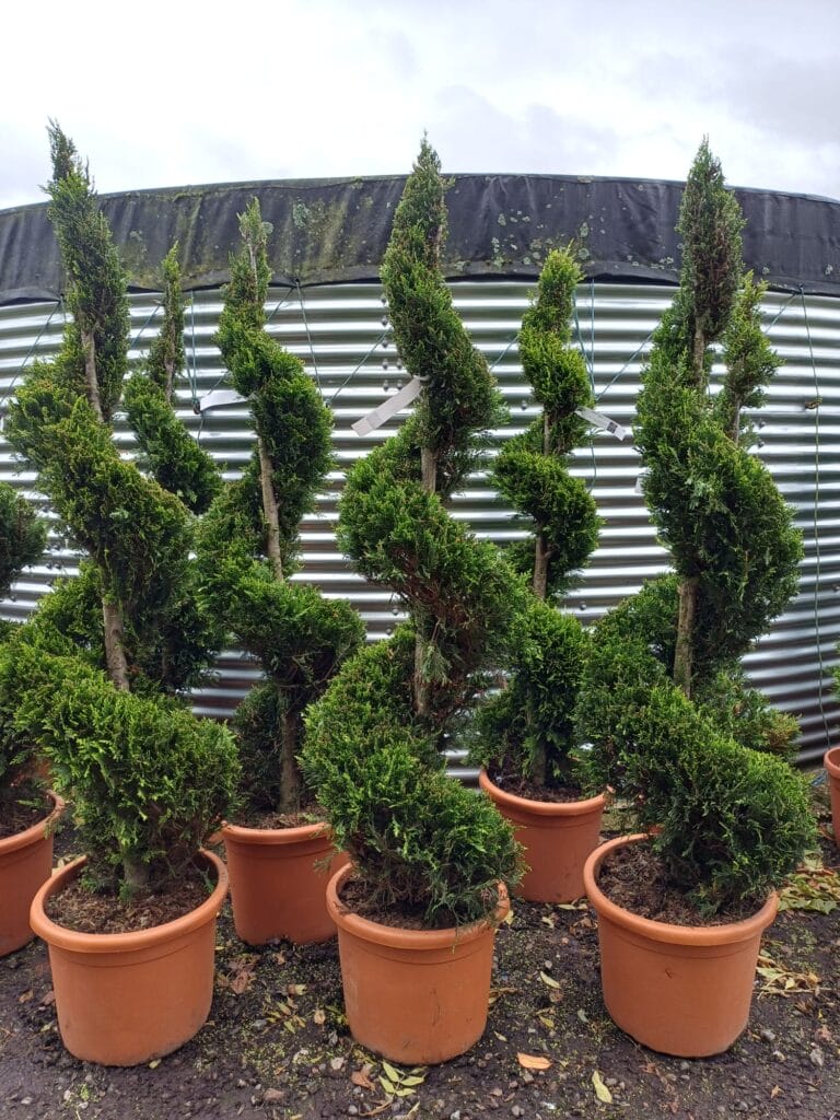 Cupressus Castlewellen Gold Spiral 35 litre 160-180cm