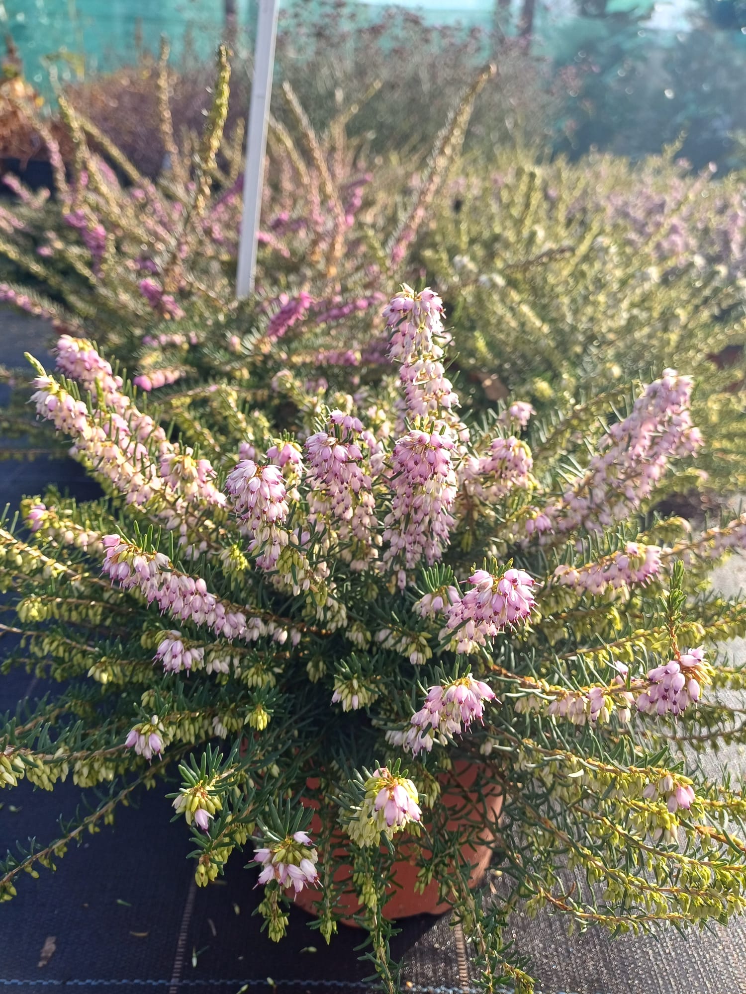 Erica darleyensis 2 litre