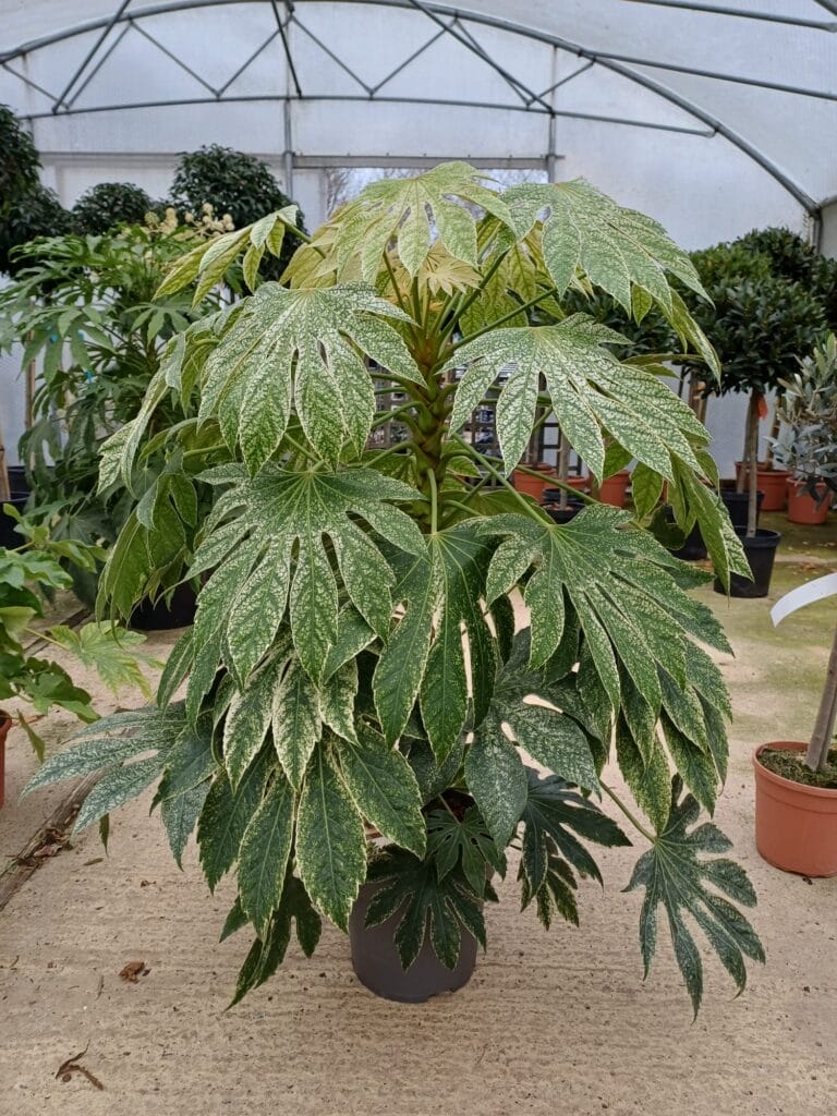 Fatsia-japonica-Spiders-Web-7.5-litre