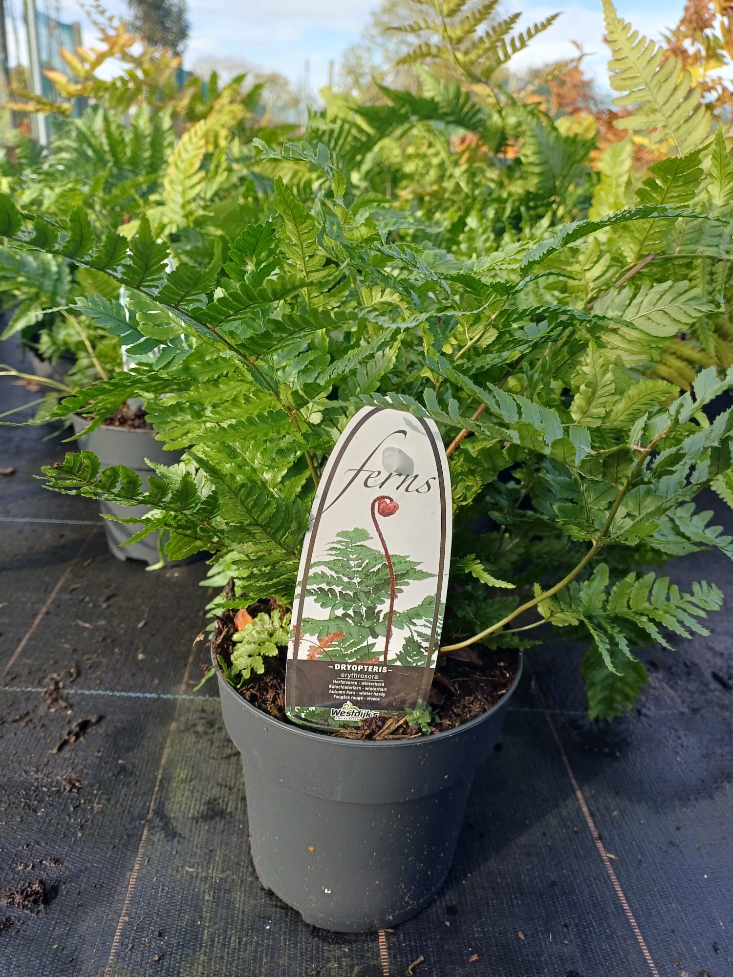 Ferns 2 litre & 5 litre