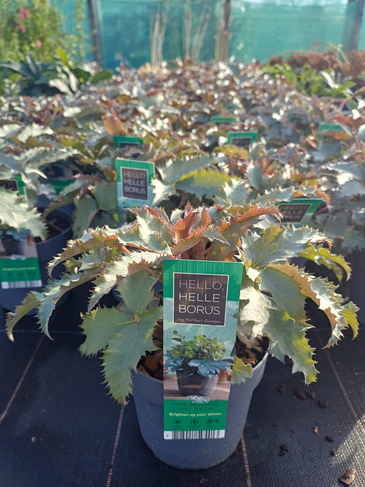 Helleborus argutifolia Silver Dollar 14cm pot