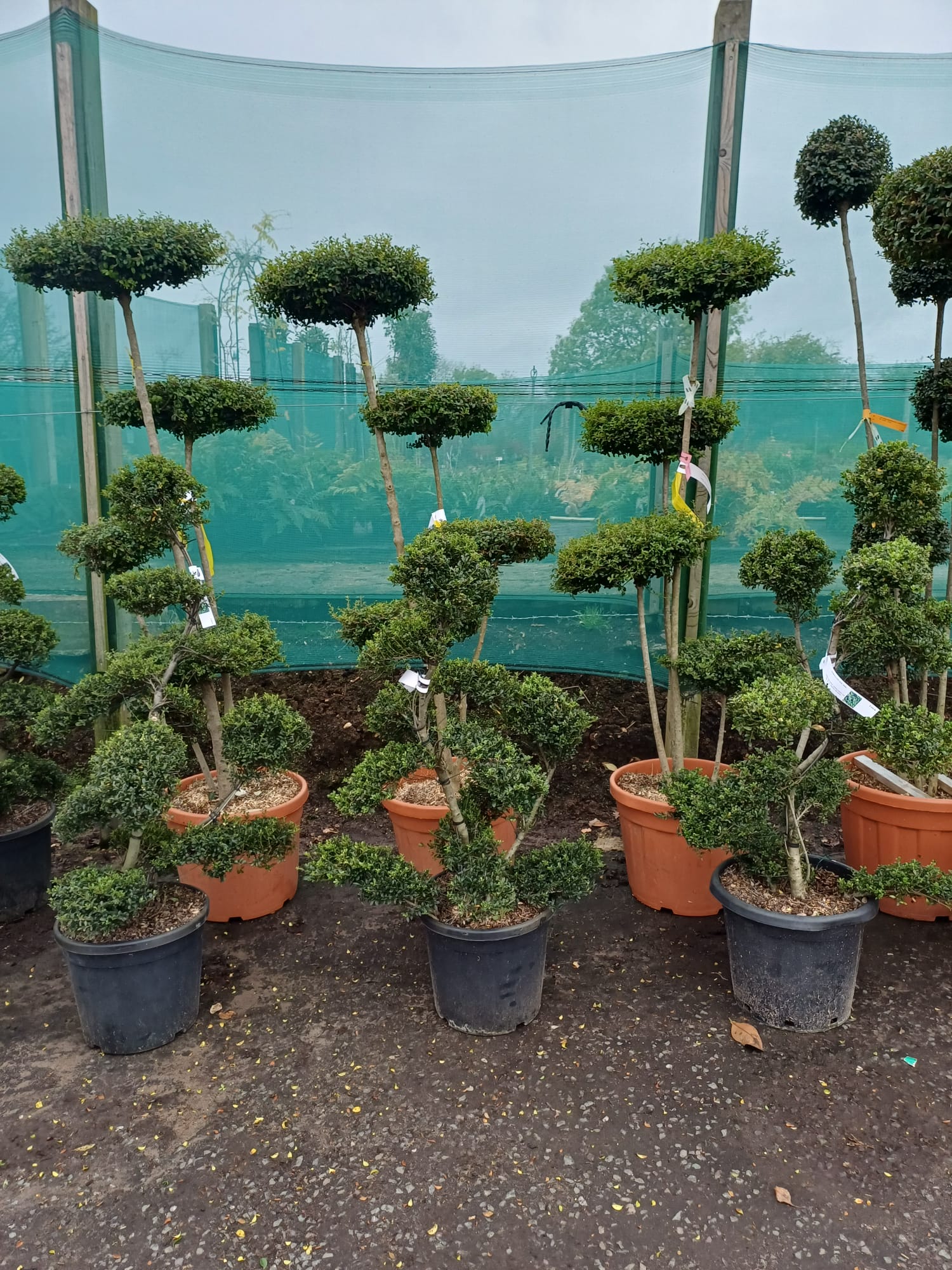 Ilex crenata Bonsai 100-120cm