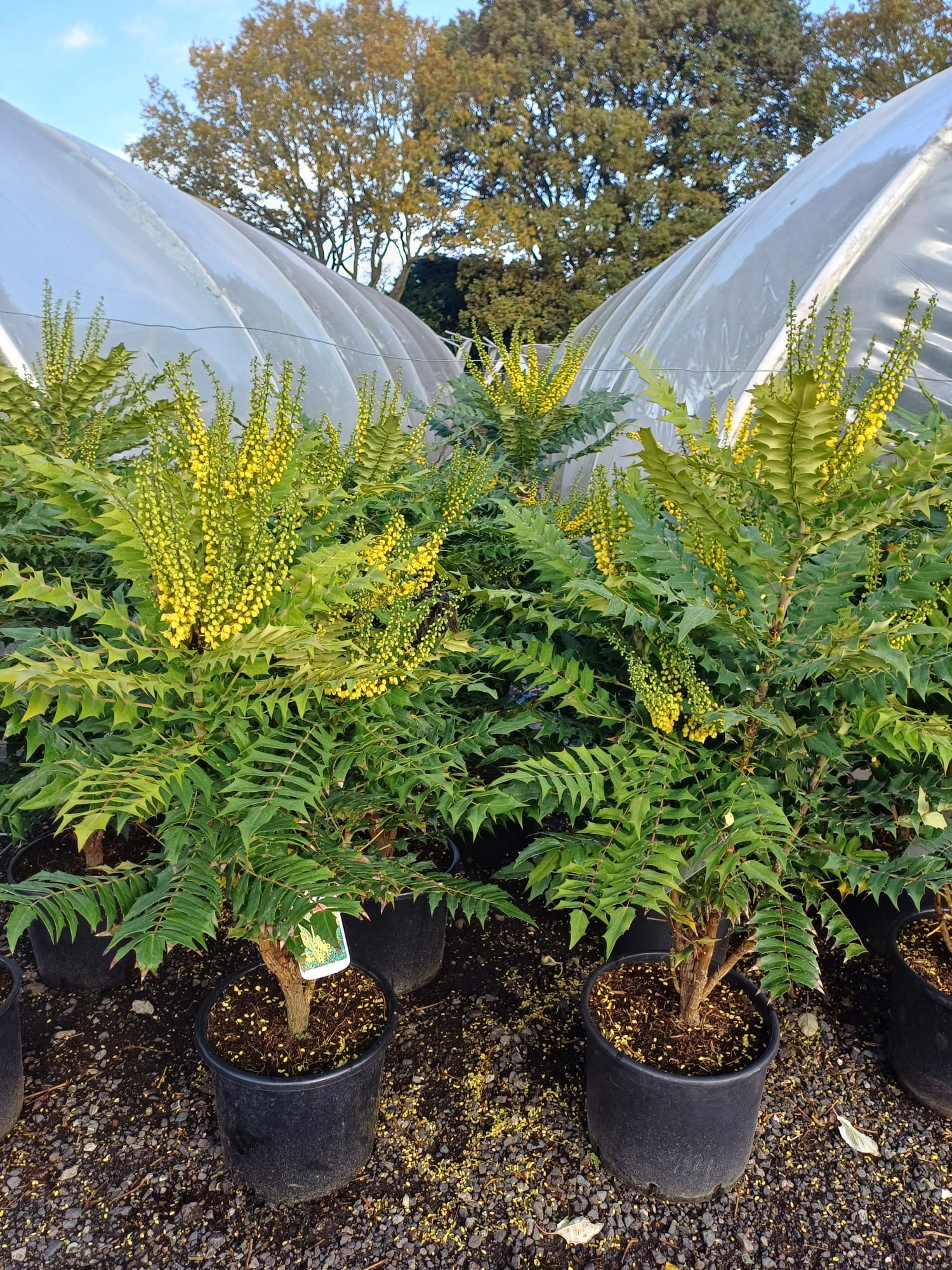 Mahonia Winter Sun 15 litre