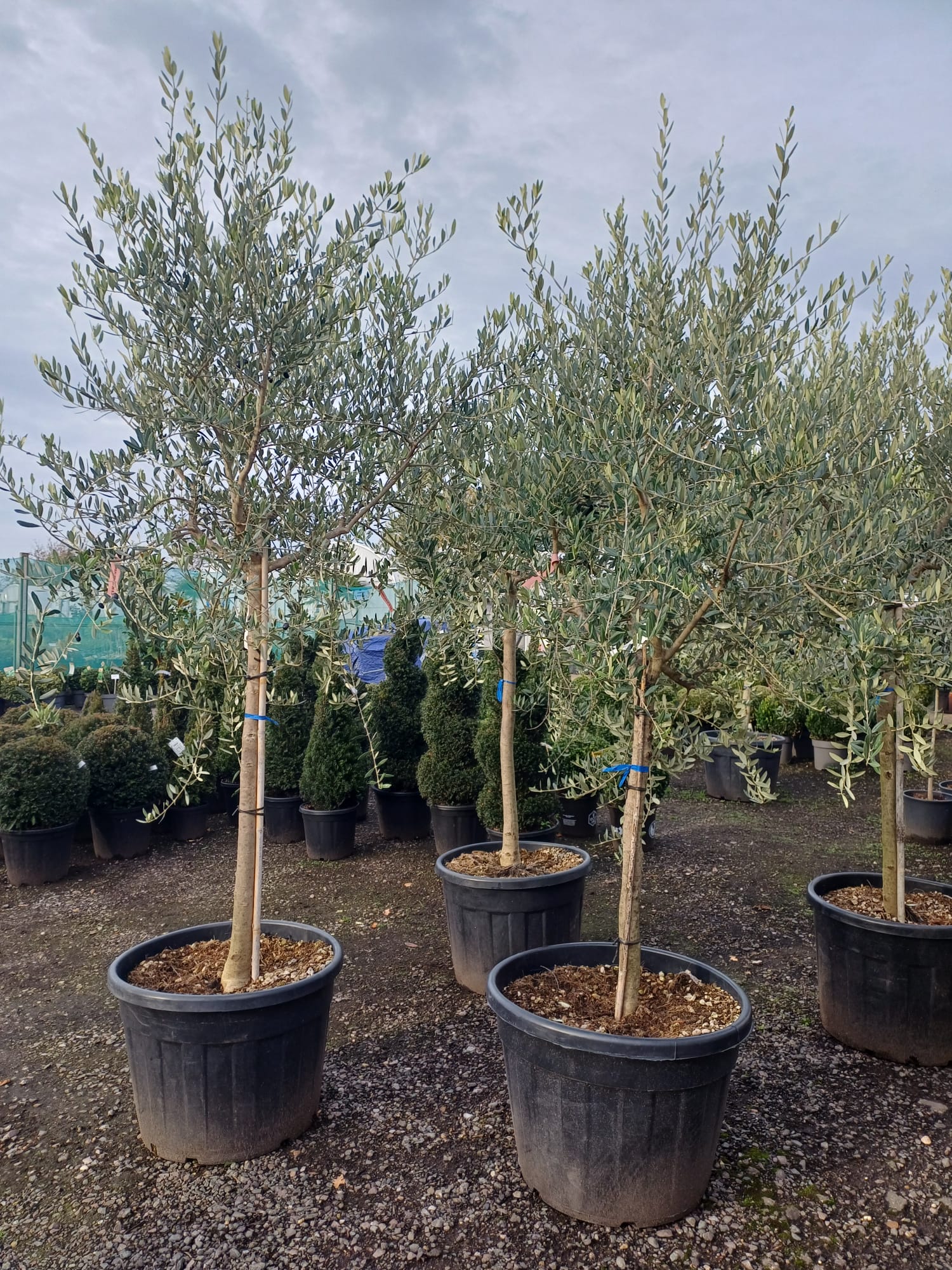 Olea europea 110litre