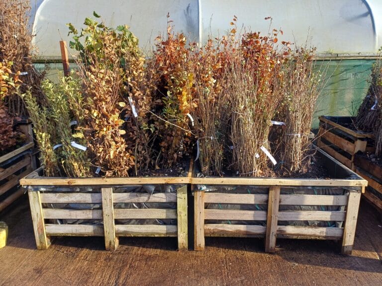 What's Looking Good This Week Image 3