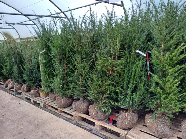 What's Looking Good This Week Image 4