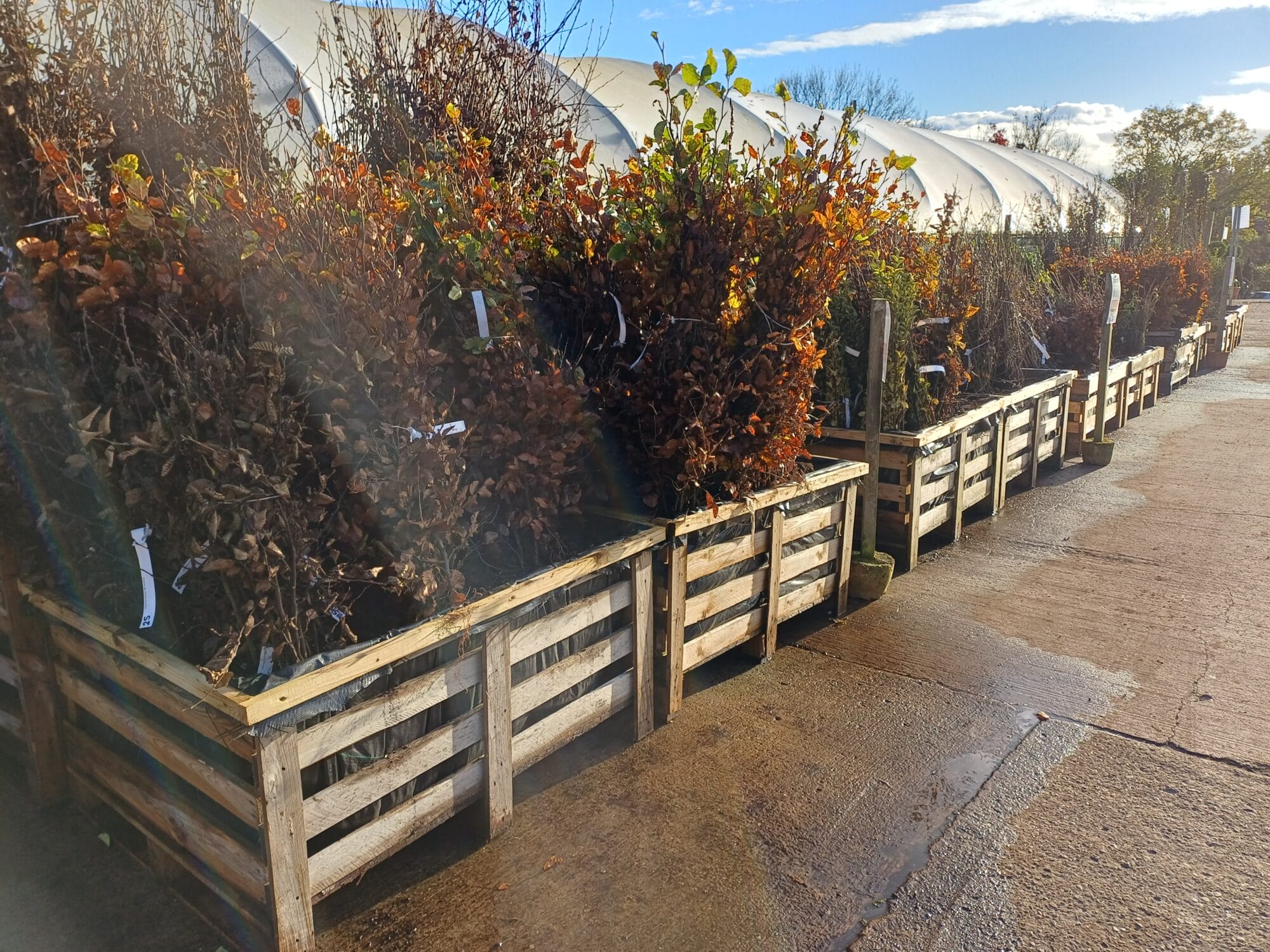 What's Looking Good This Week Image 1