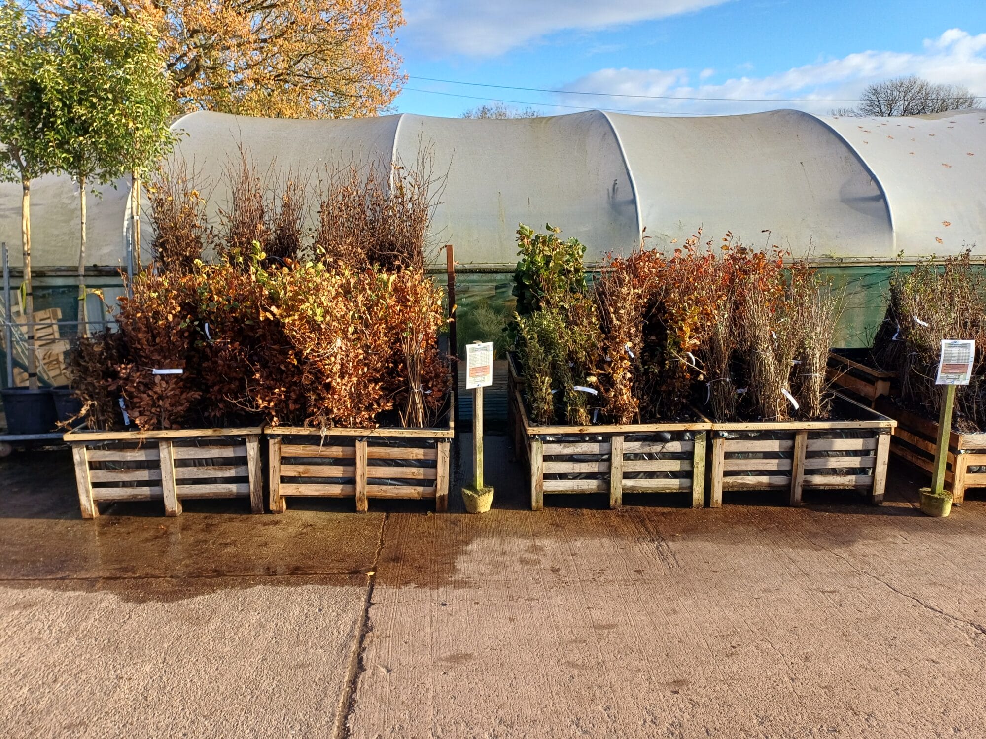 What's Looking Good This Week Image 2