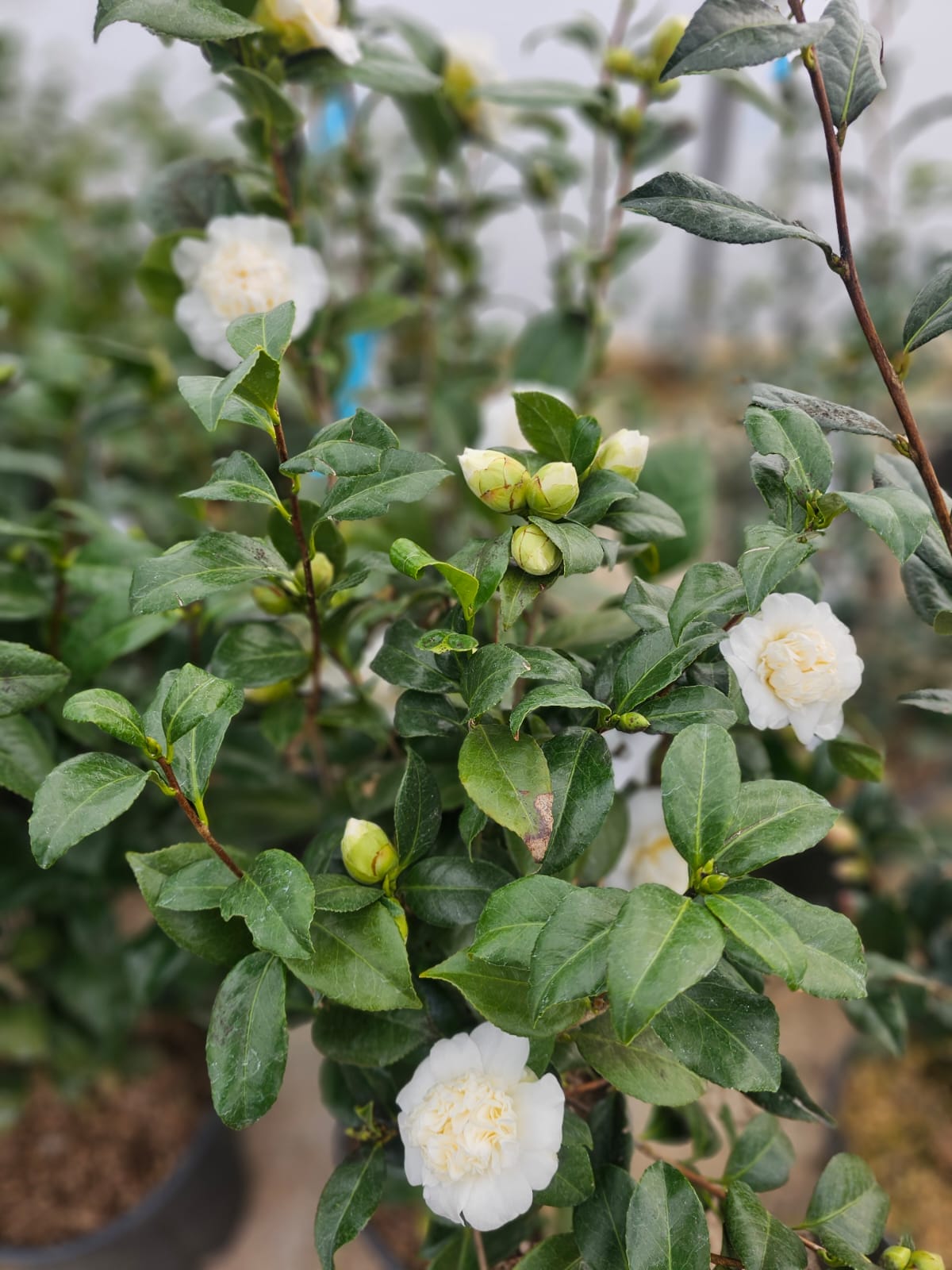 Camellia ‘Snow Ball’