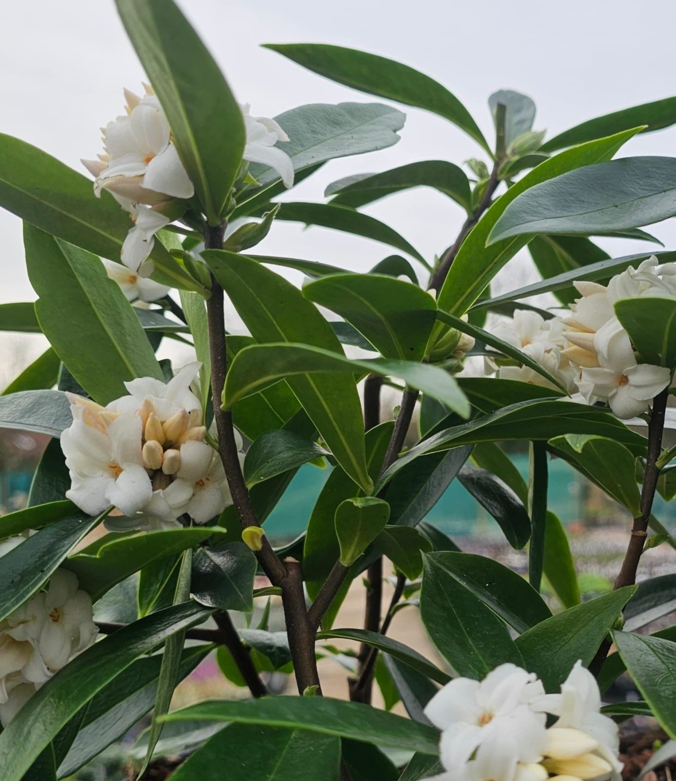 Daphne ‘Perfume Princess White’