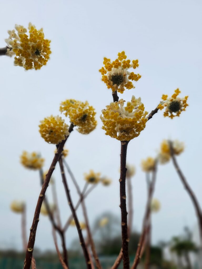 Edgeworthia chrysantha