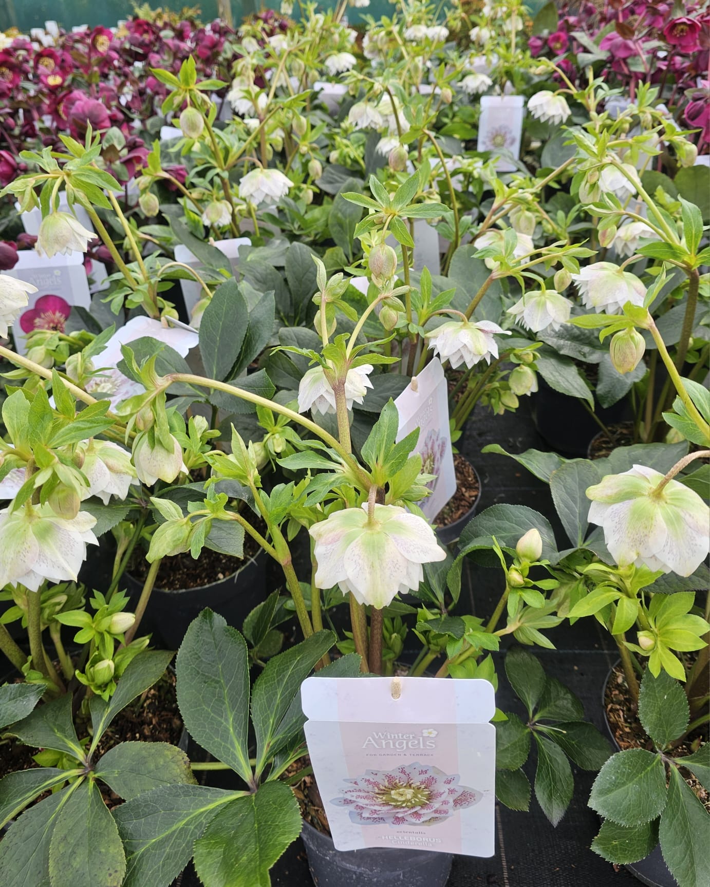 Helleborus ‘Cinderella’