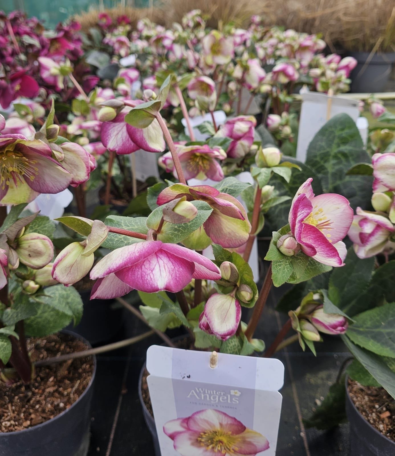 Helleborus ‘Glenda's Gloss’
