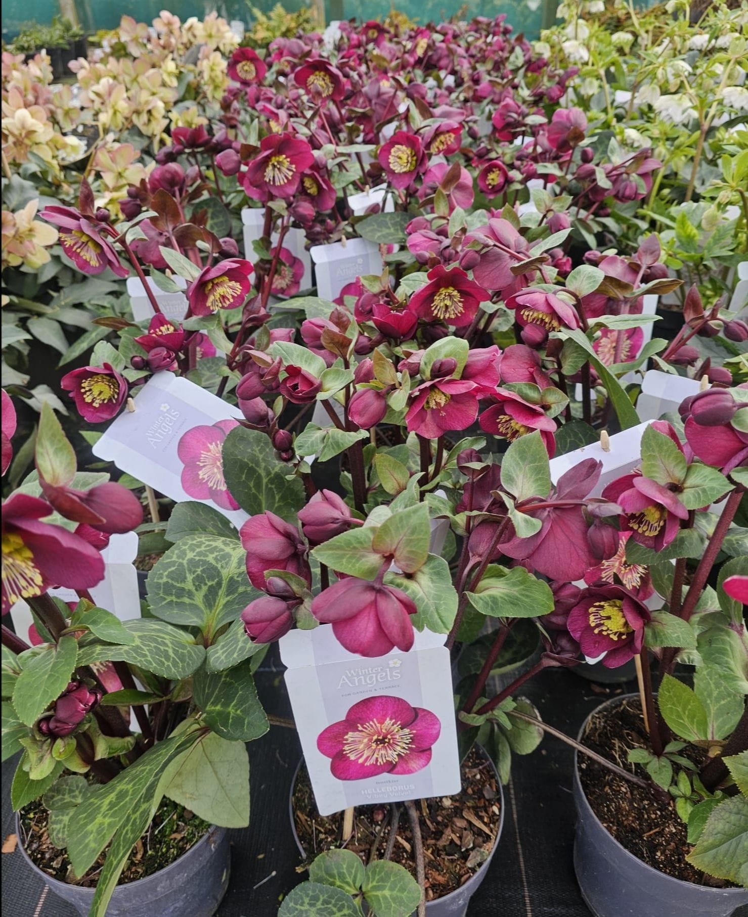 Helleborus ‘Vibey Velvet’