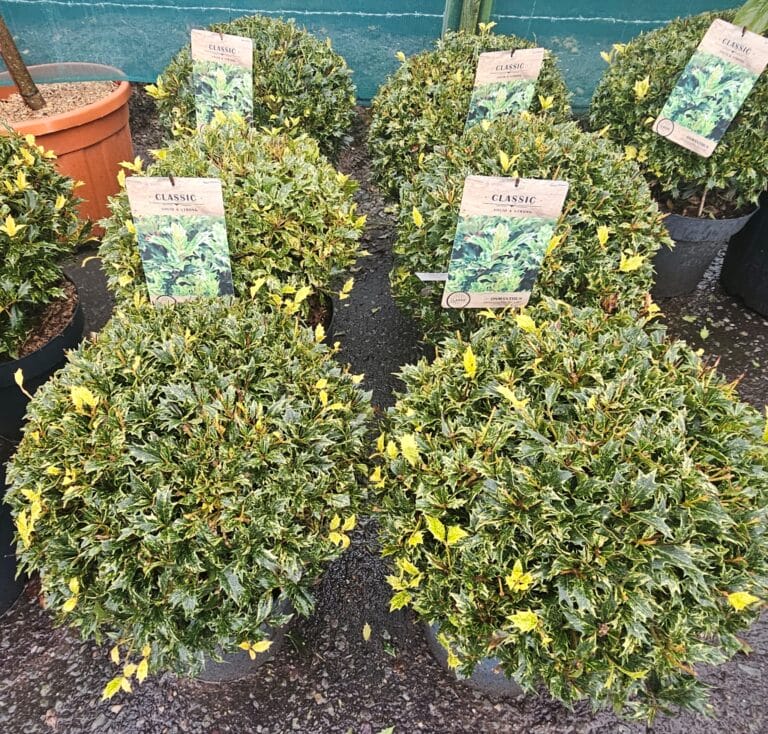 Osmanthus heterophyllus Goshiki 12lt