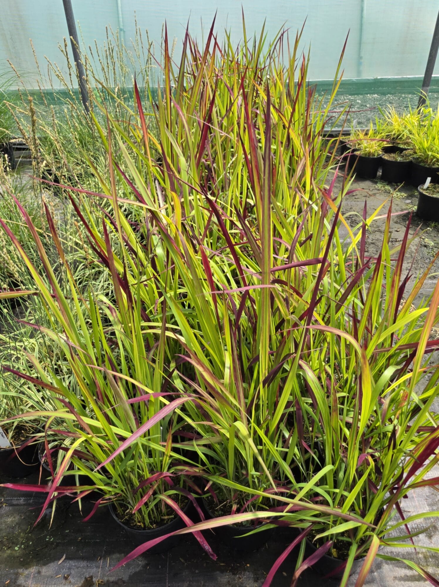Imperata Red Baron